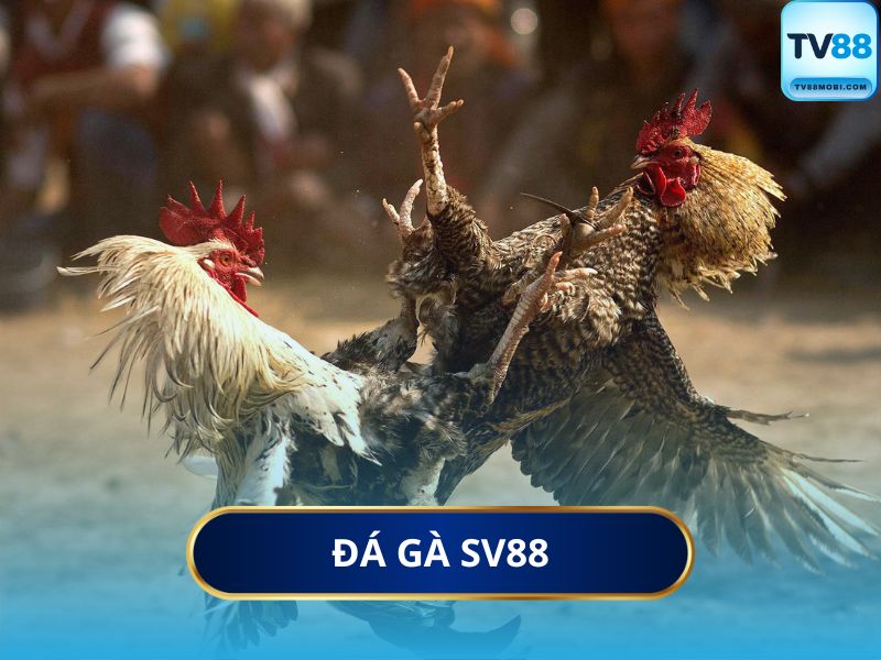 Đá gà SV88 khẳng định vị thế vững chắc nhờ sự minh bạch và chuyên nghiệp